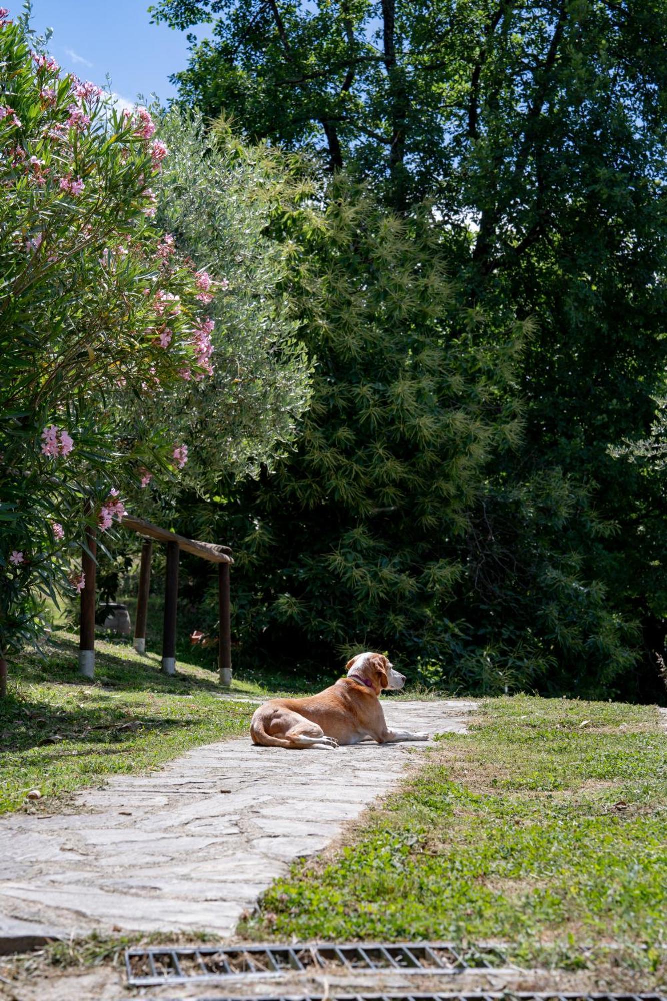 Agriturismo I Due Ghiri - Cinque Terre Calice al Cornoviglio Kültér fotó
