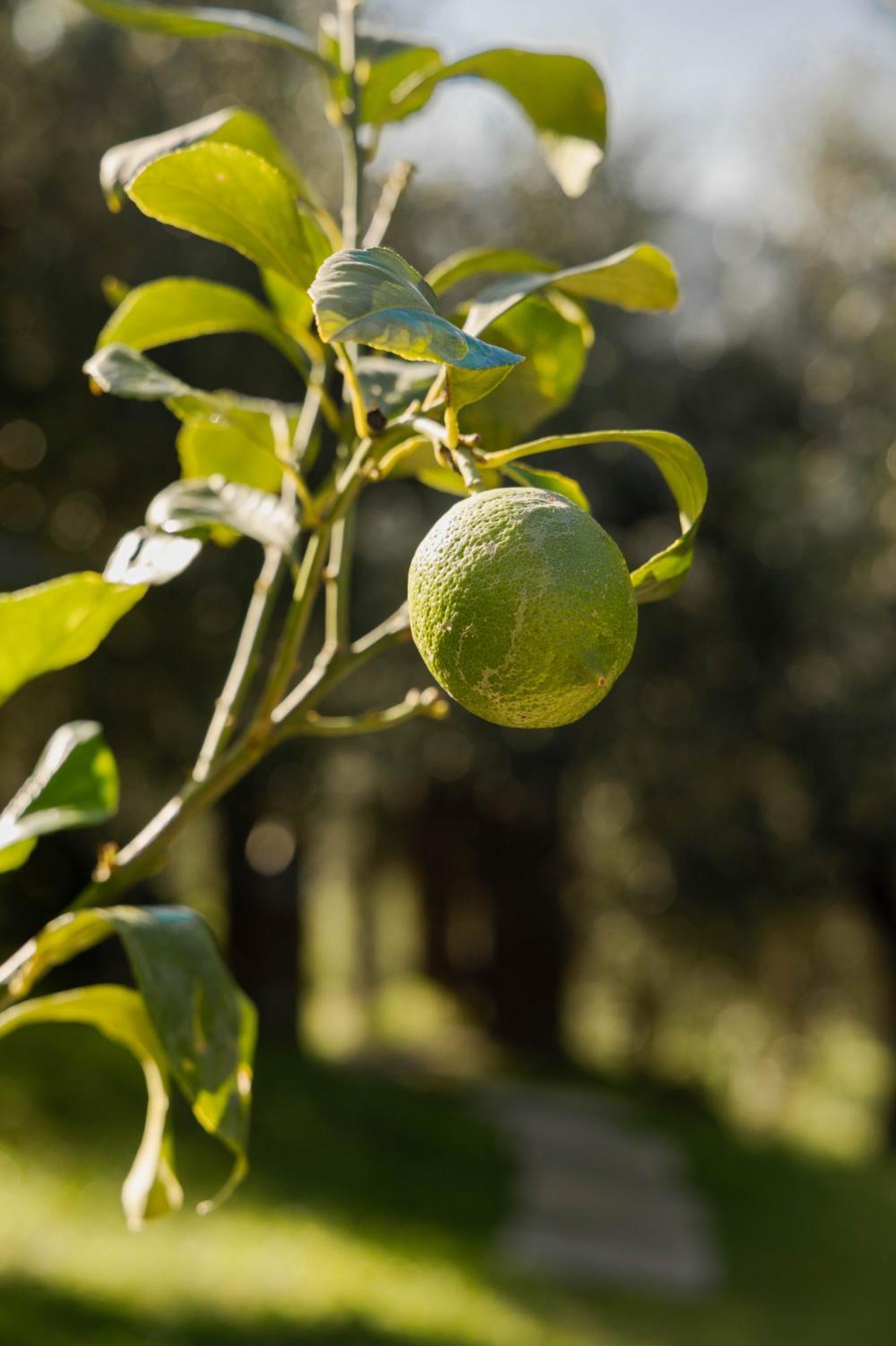 Agriturismo I Due Ghiri - Cinque Terre Calice al Cornoviglio Kültér fotó